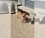 Small #1 Mutt