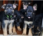 Small Photo #6 German Shepherd Dog Puppy For Sale in ATLANTA, GA, USA