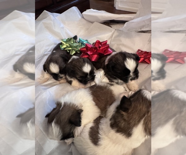 Medium Photo #34 Shih Tzu Puppy For Sale in CENTRALIA, IL, USA