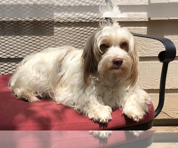 Medium Photo #1 YorkiePoo Puppy For Sale in GEORGETOWN, TX, USA