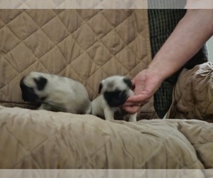 Pug Puppy for sale in CRAWFORD, WV, USA