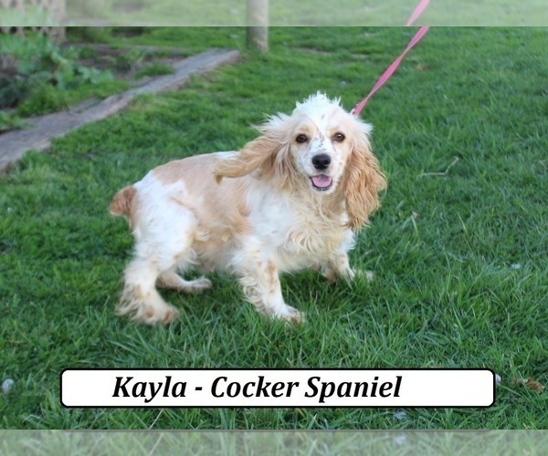 Medium Photo #1 Cockapoo (Miniature) Puppy For Sale in CLARKRANGE, TN, USA