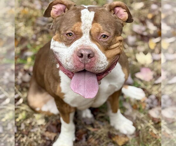 Medium Photo #4 Mutt Puppy For Sale in Cranford, NJ, USA