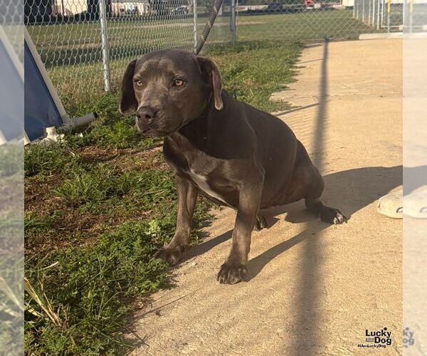 Medium Photo #3 Labrador Retriever-Unknown Mix Puppy For Sale in Washington, DC, USA