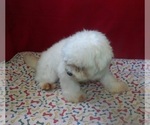 Small #2 Maltese