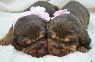 Bloodhound Puppy for sale in LOXAHATCHEE, FL, USA