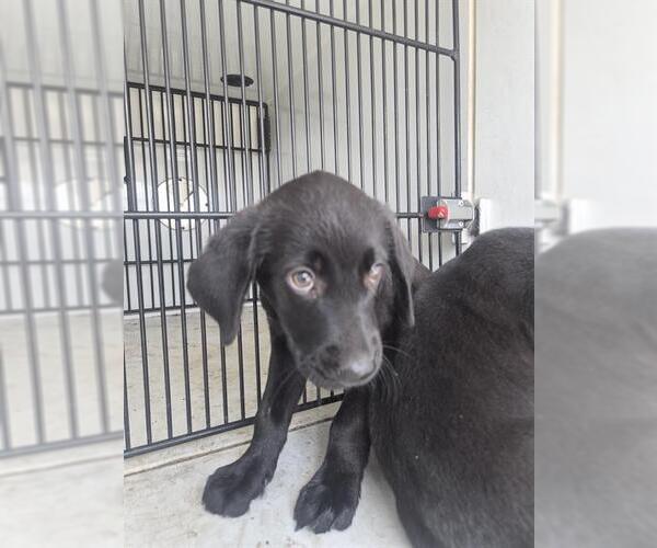 Medium Photo #1 Labrador Retriever Puppy For Sale in Houston, TX, USA
