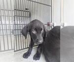 Small Labrador Retriever