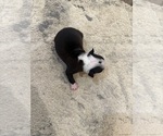 Small #5 Boston Terrier