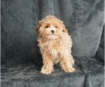 Small Photo #3 Maltese-Poodle (Toy) Mix Puppy For Sale in WARSAW, IN, USA