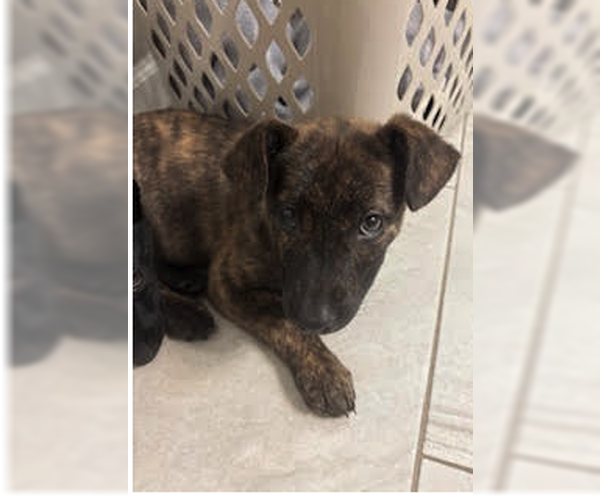 Medium Photo #3 Labrador Retriever-Mountain Cur Mix Puppy For Sale in Plainfield, IL, USA