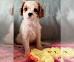 Small Photo #2 Cavalier King Charles Spaniel Puppy For Sale in LOCKPORT, IL, USA