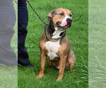 Small #1 American Bulldog Mix