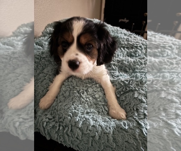 Medium Photo #1 Cavachon Puppy For Sale in OLYMPIA, WA, USA