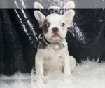 Puppy Bandit AKC French Bulldog