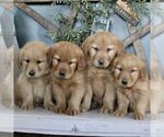Small Photo #2 Golden Retriever Puppy For Sale in BIGLERVILLE, PA, USA