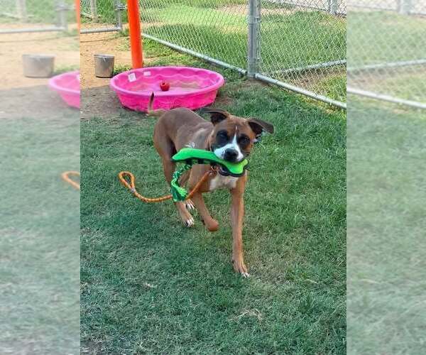 Medium Photo #3 Boxer Puppy For Sale in Dumont, NJ, USA