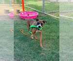 Small #2 Boxer