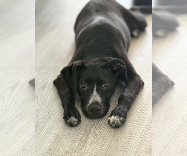 Medium Photo #4 American Staffordshire Terrier-Labrador Retriever Mix Puppy For Sale in Holly Springs, NC, USA