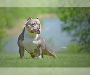 Father of the American Bully puppies born on 08/27/2019