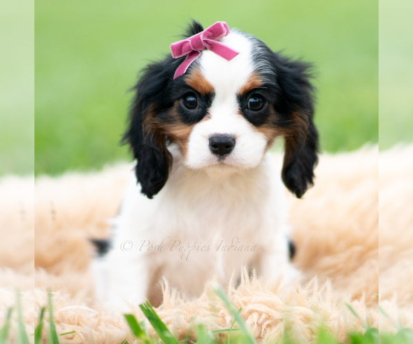 Medium Photo #23 Cavalier King Charles Spaniel Puppy For Sale in WARSAW, IN, USA