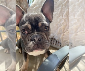 French Bulldog Puppy for sale in BALDWIN HILLS, CA, USA