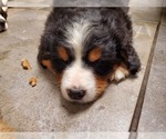 Small Photo #5 Bernese Mountain Dog Puppy For Sale in LEETONIA, OH, USA