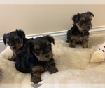 Small Photo #2 Yorkshire Terrier Puppy For Sale in DAVIE, FL, USA