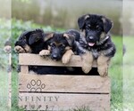 Small #1 German Shepherd Dog