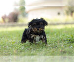 Small #4 Morkie