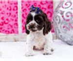 Small Photo #18 Cocker Spaniel Puppy For Sale in WAKARUSA, IN, USA