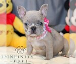 Small #3 French Bulldog