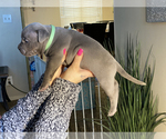 Small Photo #6 American Bully Puppy For Sale in OVERLAND, KS, USA