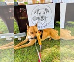 Small #5 Siberian Husky Mix