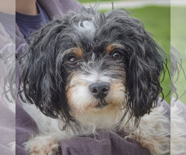 Medium Photo #1 Zuchon Puppy For Sale in Huntley, IL, USA