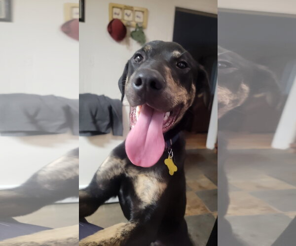 Medium Photo #2 Mutt Puppy For Sale in Sandy, UT, USA