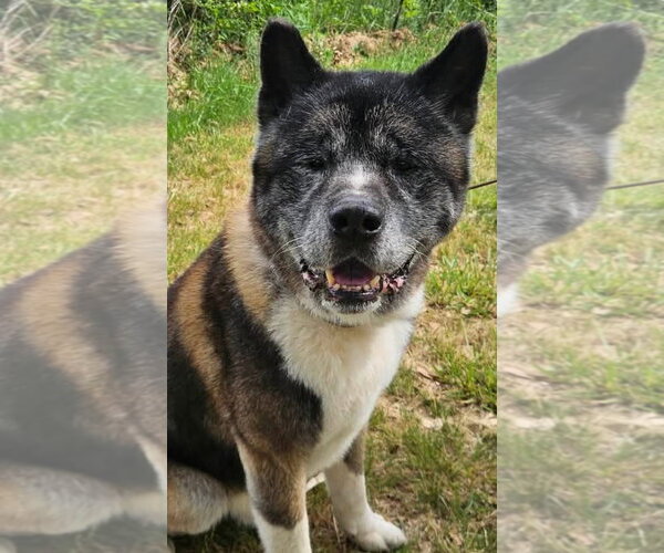 Medium Photo #4 Akita Puppy For Sale in Mooresville, NC, USA