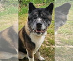Small #3 Akita