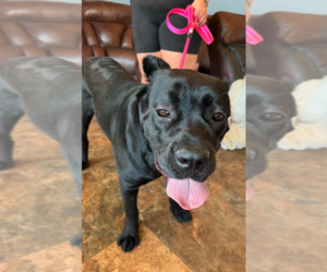 Josie - Female Mutt Dog for Adoption - Photo #11