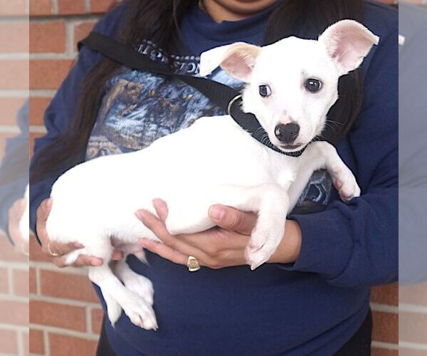 Medium Photo #2 Chihuahua Puppy For Sale in Carrollton, TX, USA