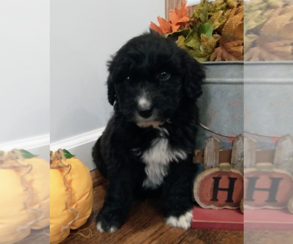Medium Photo #19 Aussiedoodle Puppy For Sale in NEW YORK MILLS, MN, USA