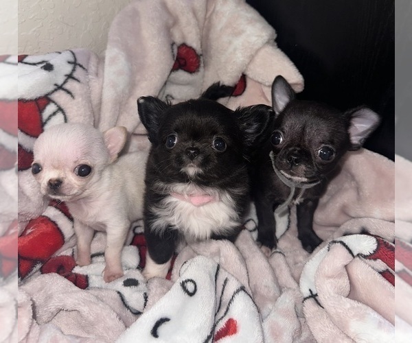 Medium Photo #1 Chihuahua Puppy For Sale in SAN ANTONIO, TX, USA