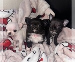 Small Chihuahua