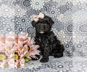 Poodle (Miniature) Puppy for sale in KIRKWOOD, PA, USA
