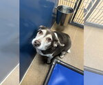 Small #3 Beagle