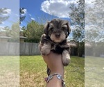 Small Photo #2 Schnauzer (Miniature) Puppy For Sale in HOUSTON, TX, USA