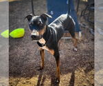 Small #2 German Pinscher Mix