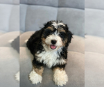 Small Photo #3 Miniature Bernedoodle Puppy For Sale in ARCADIA, CA, USA