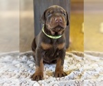 Puppy Lime Male Doberman Pinscher