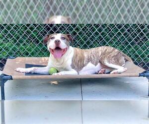 American Pit Bull Terrier Dogs for adoption in Charlotte, NC, USA